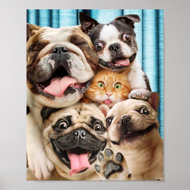 Póster Perros y una foto de un grupo de gatos (Frente)