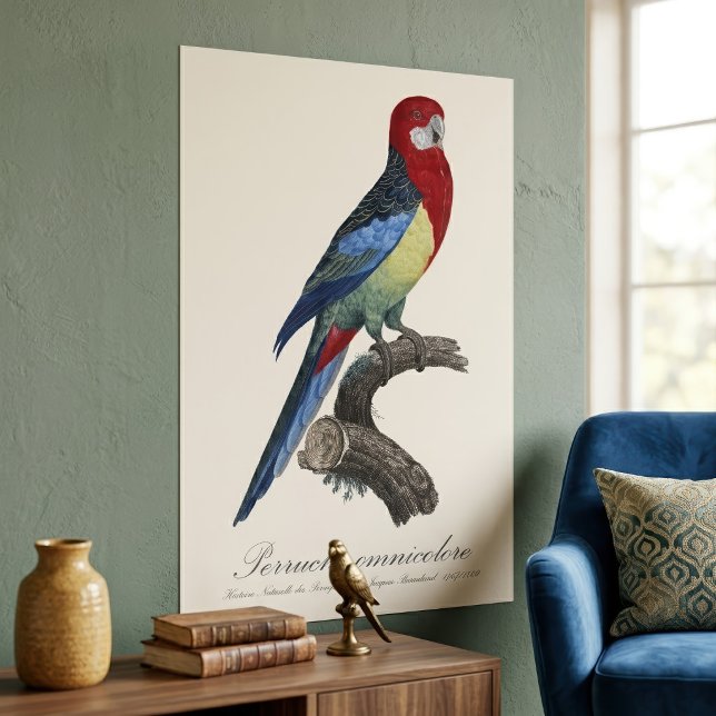 Póster Perruche omnicolore / Eastern rosella (Eastern rosella or Platycercus eximius parakeet. Poster)