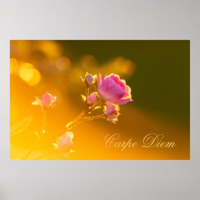 Póster Personalizable Carpe Diem with beautiful rose! (Frente)