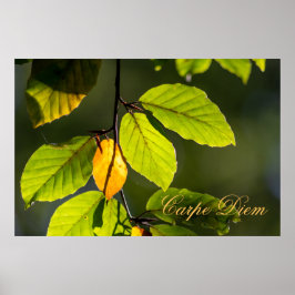 Póster Personalizable Carpe Diem with colorful leaf Poste