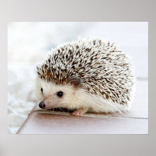 Póster Personalizable Cute Baby Hedgehog