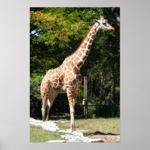 Póster Personalizable Giraffe Poster