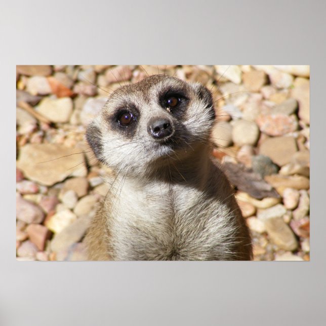 Póster Personalizable Meerkat Poster (Frente)