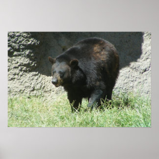 Póster Personalizable Poster de oso negro