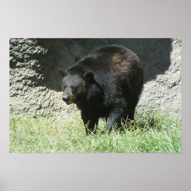 Póster Personalizable Poster de oso negro (Frente)