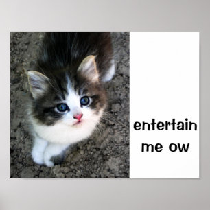 Póster PERSONALIZABLE SUPER CUTE Kitten
