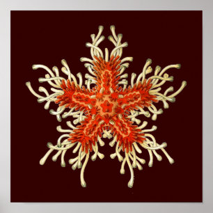 Póster Personalizable Vintage Haeckel