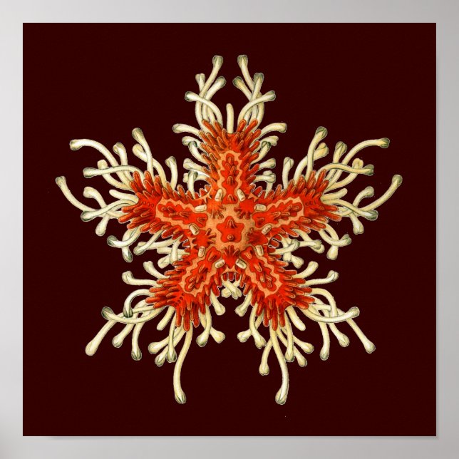 Póster Personalizable Vintage Haeckel (Frente)