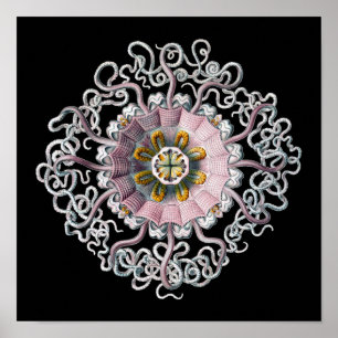 Póster Personalizable Vintage Haeckel
