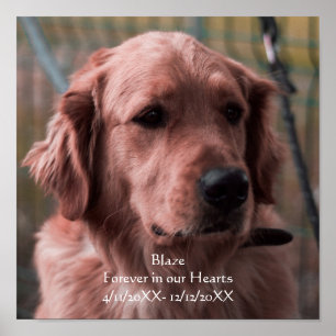 Póster Personalización de la memoria de Mascotas de fotog