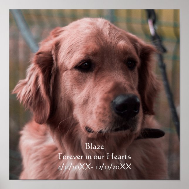 Póster Personalización de la memoria de Mascotas de fotog (Frente)