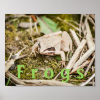 Póster personalizado de anfibios "Ranas" Rana de m