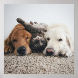 Póster Personalizado Dos laboratorios y un Poster de gato