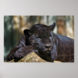 Póster Personalizado Poster Panther de 24" x 16"