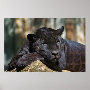 Póster Personalizado Poster Panther de 24" x 16"