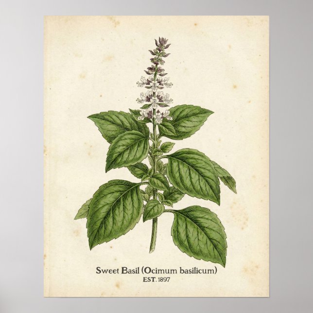 Póster Personalized Vintage Basil Herb Botanical Kitchen  (Frente)