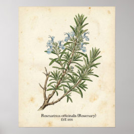 Póster Personalized Vintage Rosemary Herb Botanical