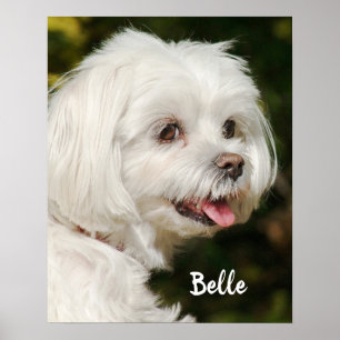 Póster Personalized White Maltese Puppy Dog