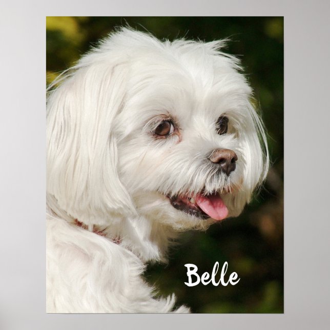 Póster Personalized White Maltese Puppy Dog (Frente)