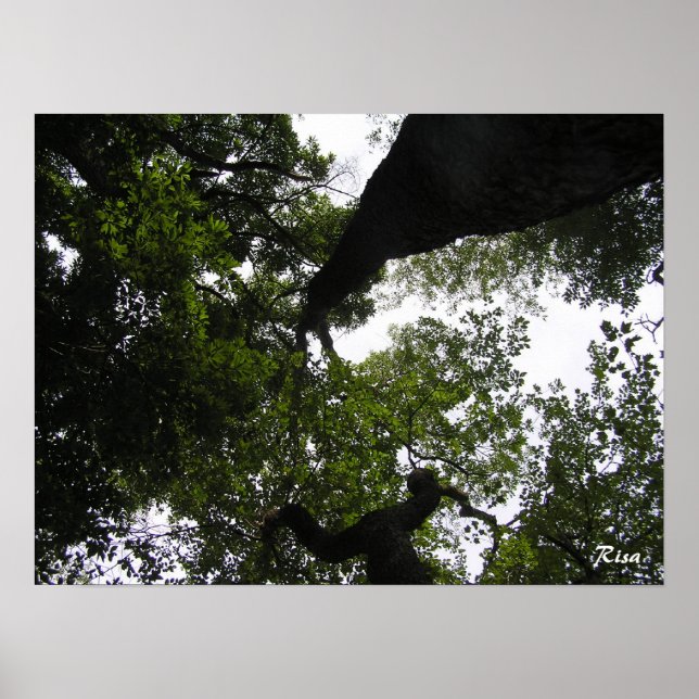 Póster Perspectiva - Foto de Woodland (Frente)