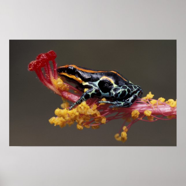 Póster Perú, selva tropical peruana. Rana venenosa (Frente)