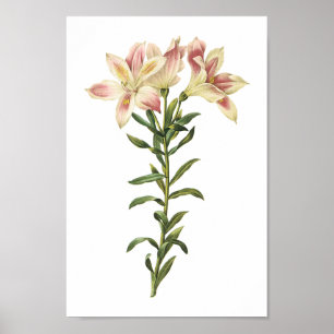 Póster Peruvian lily(Alstromeria pelegrina) by Redouté