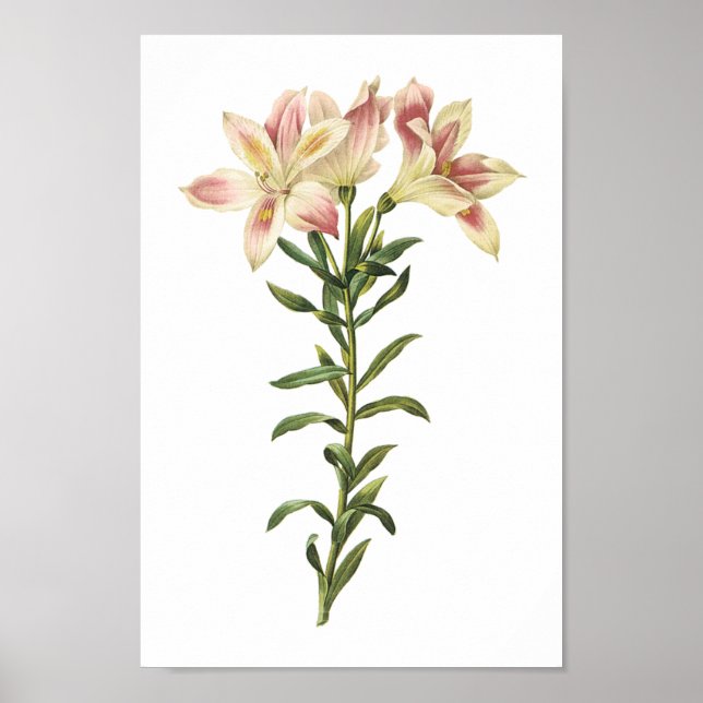 Póster Peruvian lily(Alstromeria pelegrina) by Redouté (Frente)