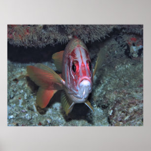 Póster Pesca