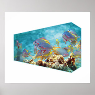 Póster Pesca de antrías en la barrera de coral - Diseño f