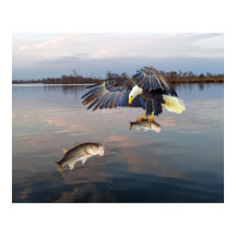 Pesca de azúcares calvos