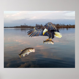 Póster Pesca de azúcares calvos