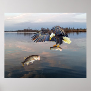 Póster Pesca de azúcares calvos