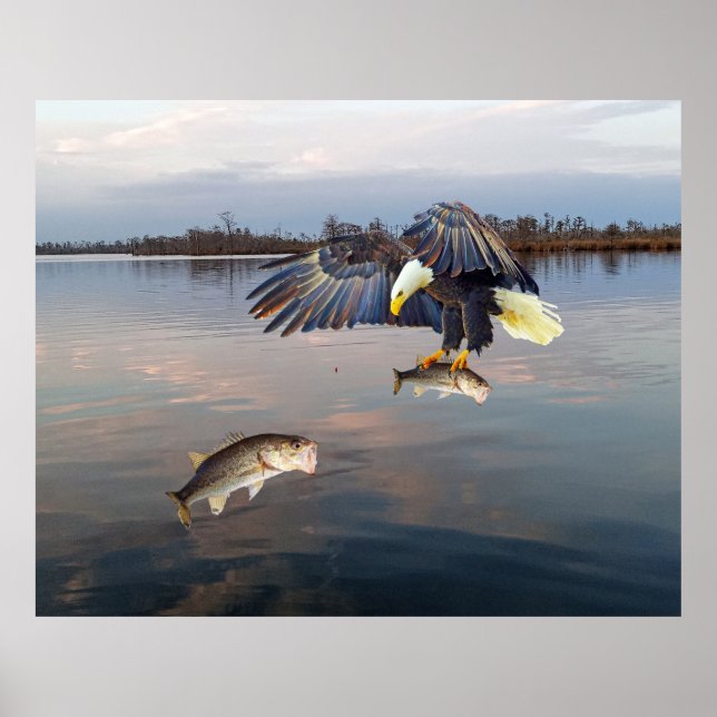 Póster Pesca de azúcares calvos (Frente)