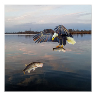Póster Pesca de azúcares calvos