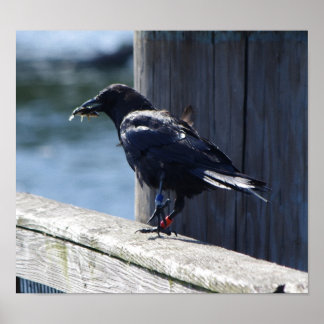 Póster Pesca de cejas