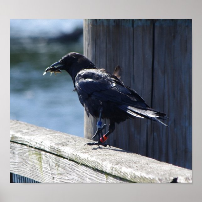 Póster Pesca de cejas (Frente)