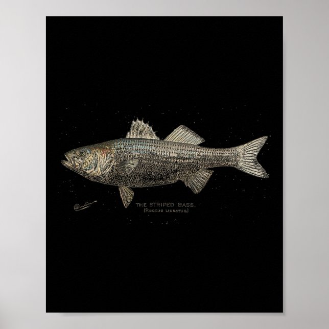 Póster Pesca de lubina rayada  (Frente)