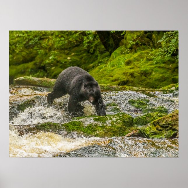 Póster Pesca de oso negro | Qua Creek British Columbia (Frente)