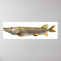 Pesca de Pike Muski