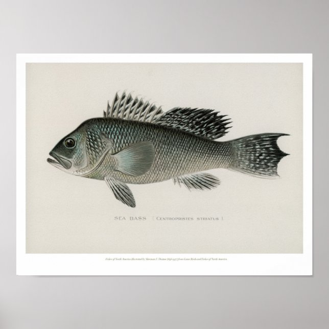 Póster Pesca de vintage - Bass marino (Frente)