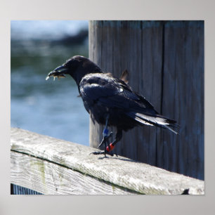 Póster Pesca del cuervo