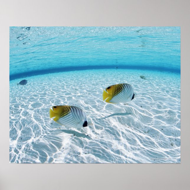 Póster Pesca en el mar (Frente)