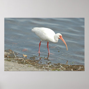 Póster Pesca en la costa del Ibus blanco (Eudocimus albus