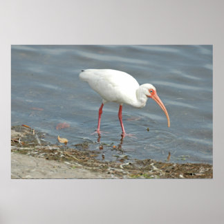 Póster Pesca en la costa del Ibus blanco (Eudocimus albus