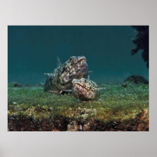 Póster Pesca grande y pequeña