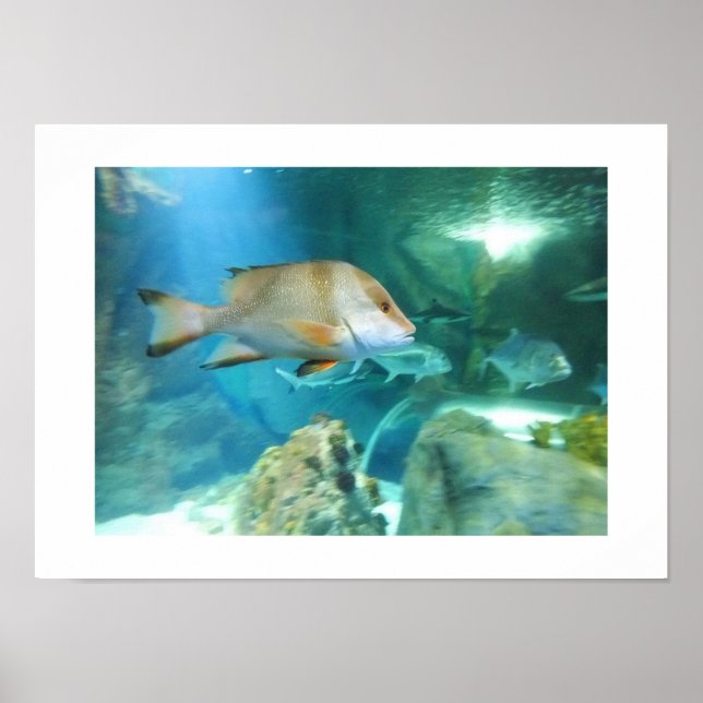 Póster Pescado (Frente)