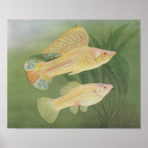 Póster Pescado Albino Mollies - Poecilia latipinna P/foli