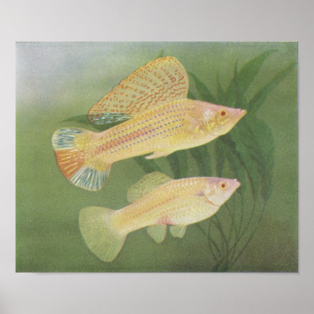 Póster Pescado Albino Mollies - Poecilia latipinna P/foli (Frente)