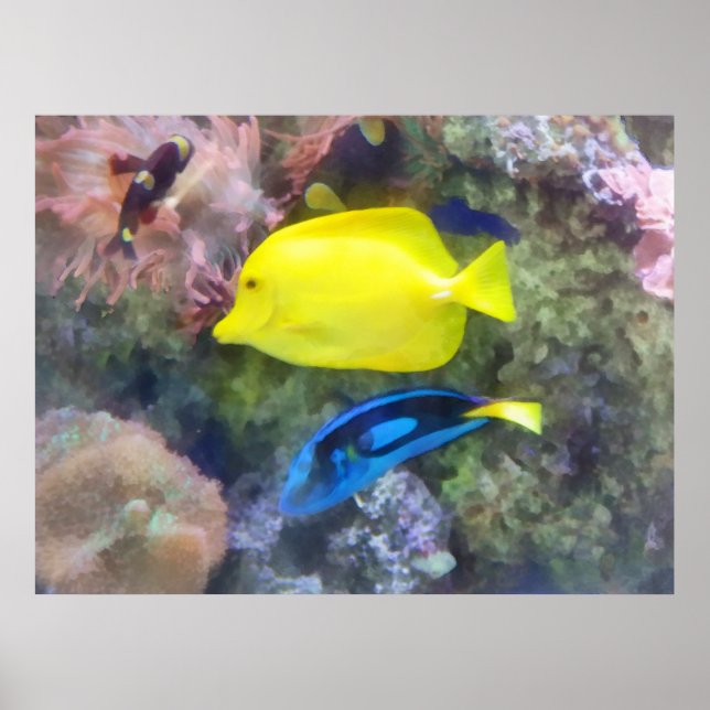 Póster Pescado amarillo y azul (Frente)
