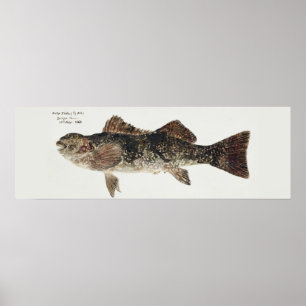 Póster Pescado antiguo aplodactylus arctidens marblefish